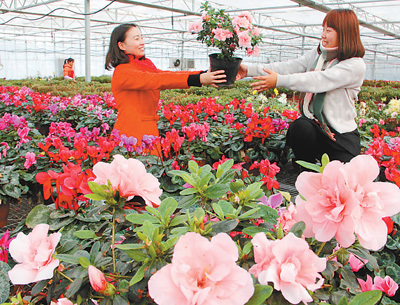 现代农业富农民 花卉种植助力乡村振兴