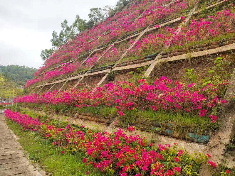 边坡种植灌木约2500株，龙岩加快“城市琢玉”全面提升城区品质