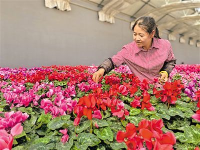 “无中生有”的魔法 扦插诱导决定花卉种植的成败优劣