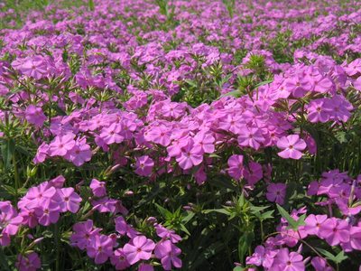 宿根花卉的魅力与种植指南