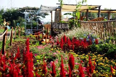中国亲子农场·万物生长花园农场种植宝典 花卉种植篇