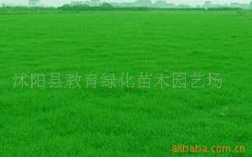 探索沭阳花卉种植奥秘 优质种子与种苗的专业指南