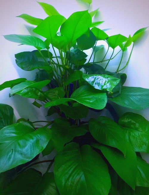 阳台花卉种植指南:让家充盈自然香韵