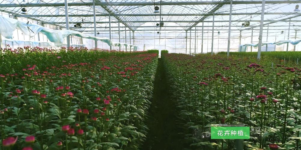 联塑集团发力现代农业投资高端花卉种植产业建设