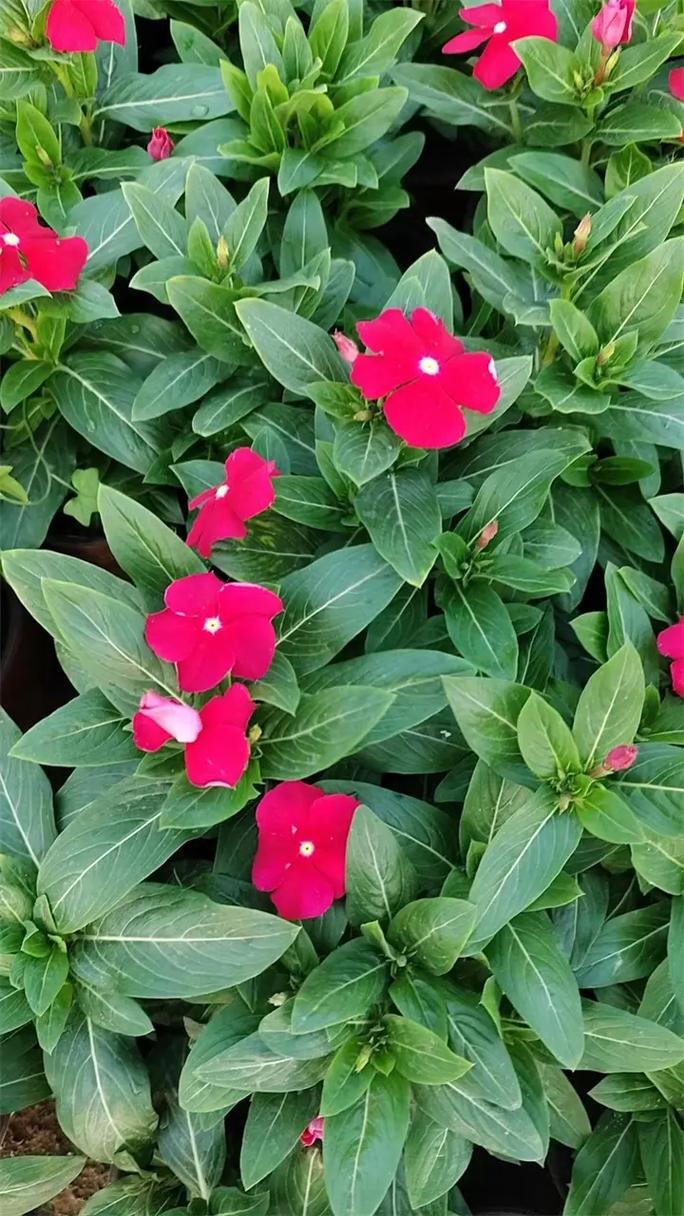 河北长春花价格引进国际先进设备,提升花卉种植效率.植株旺盛, - 抖音