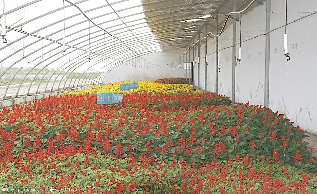 花卉种植图片